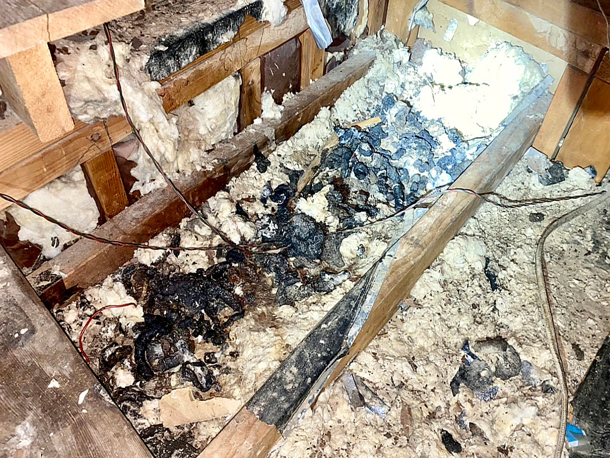 urine stained insulation from raccoons