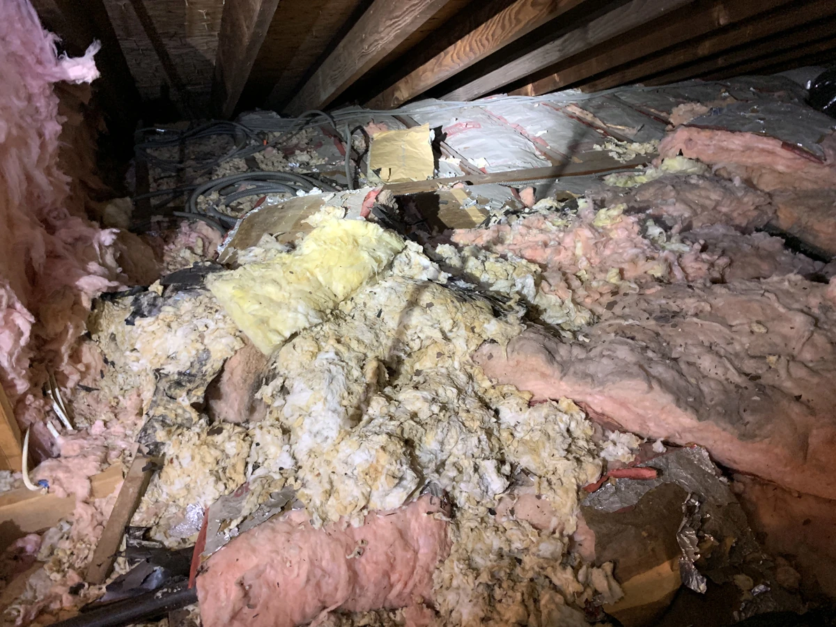 Attic requires cleaning and insulation replacement after raccoons contaminate with feces and urine