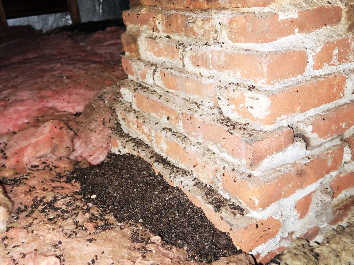 bat guano cleanup in attic