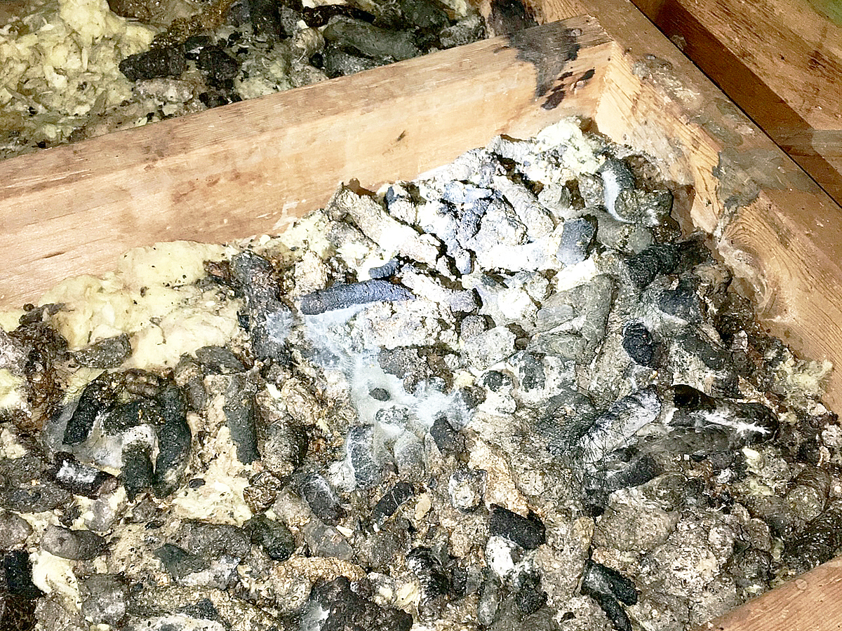 Contaminated insulation being removed