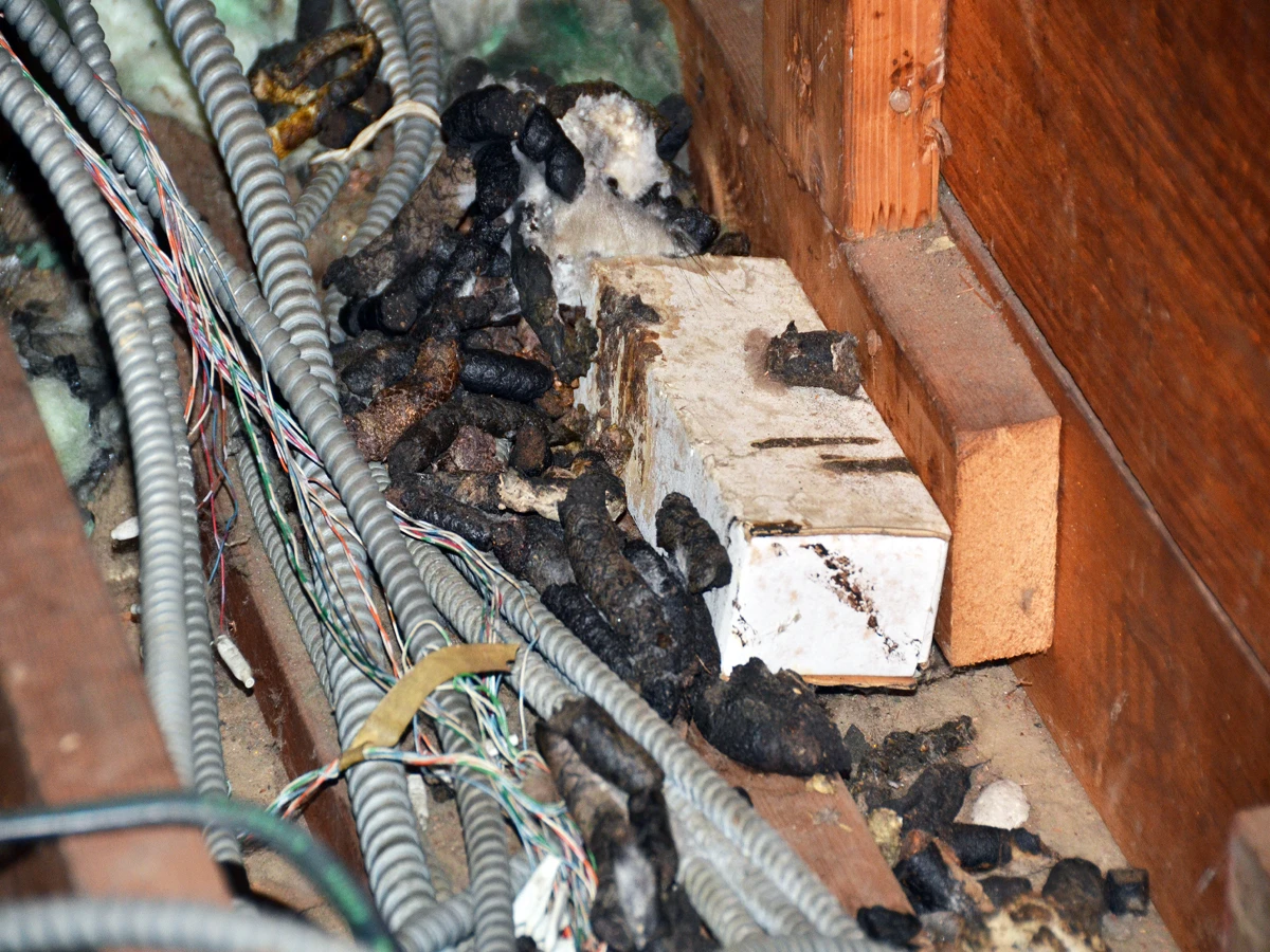 racoon feces removal from attic