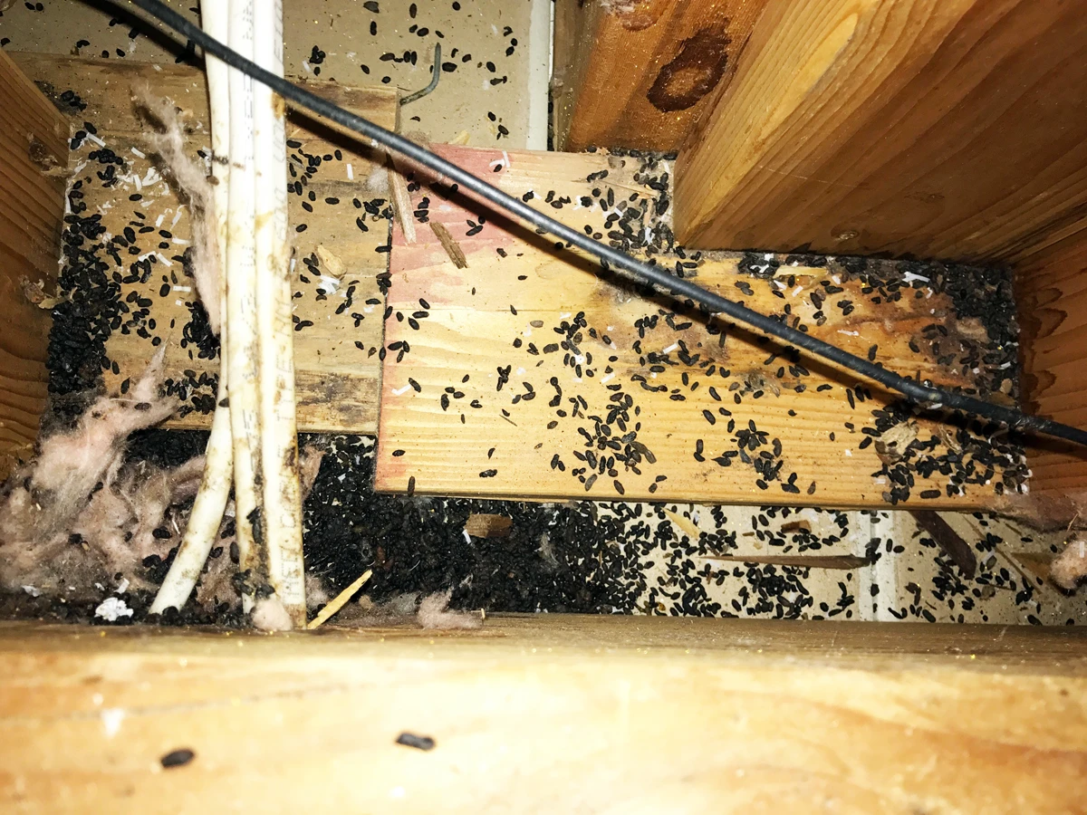 attic rodent cleanup, droppings on insulation