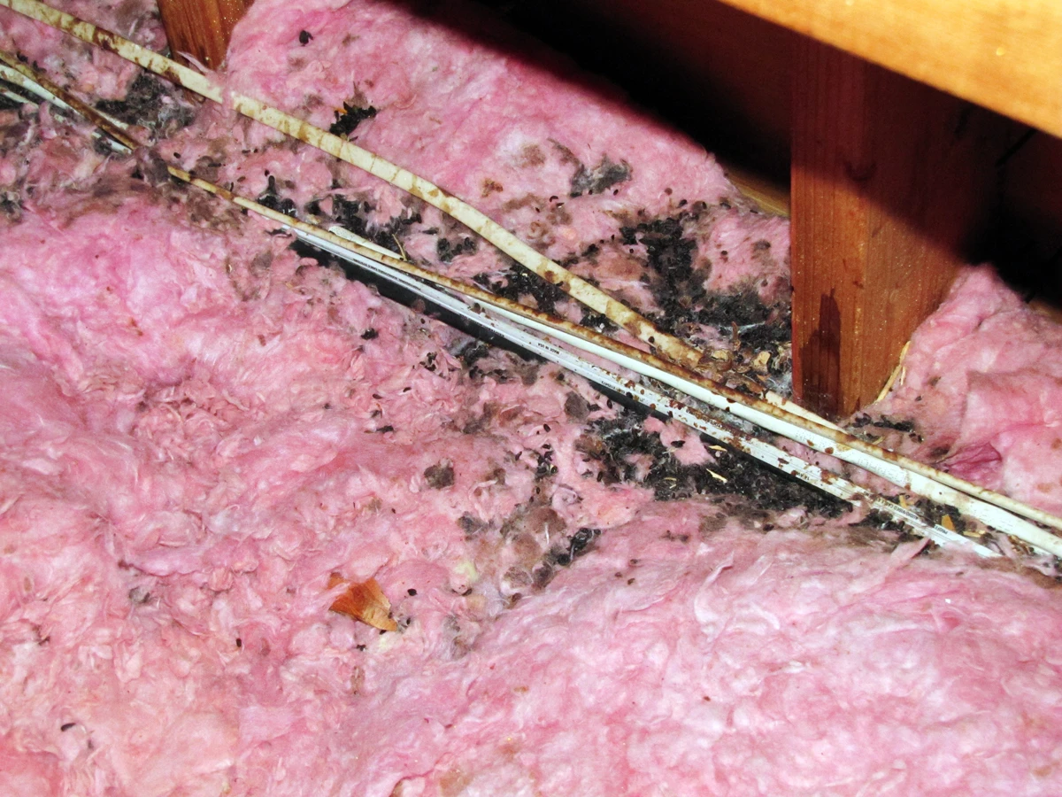 Squirrel damage to attic wiring and insulation documented before restoration
