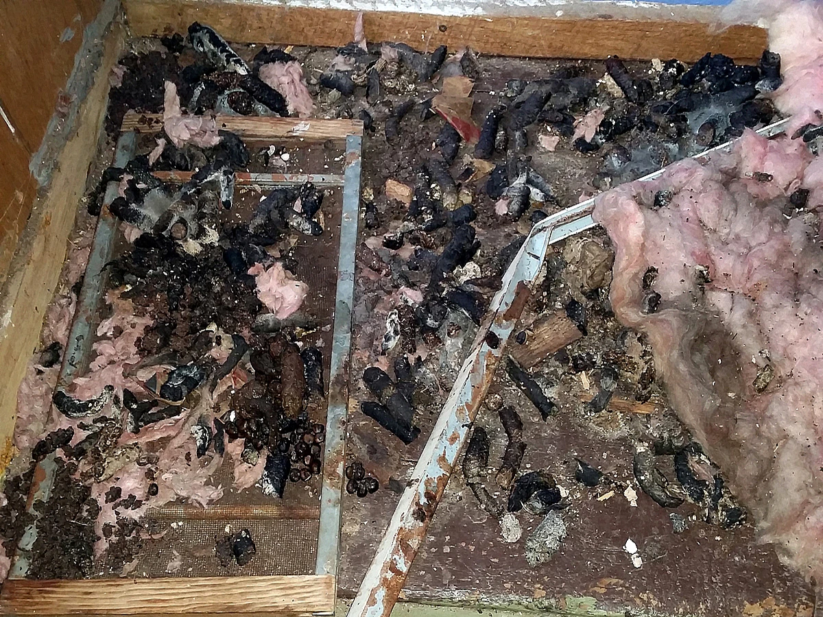 animal feces in attic