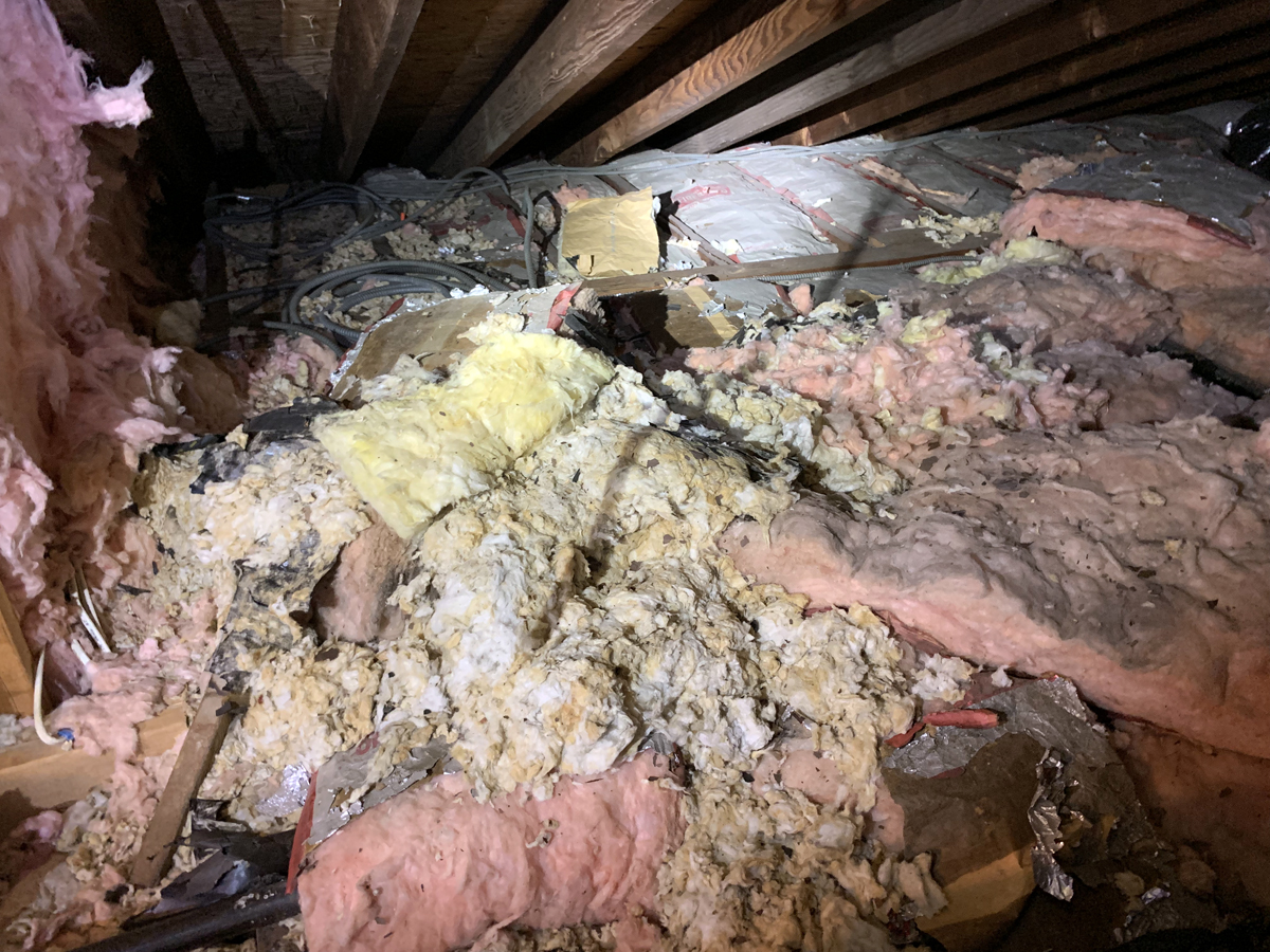Attic insulation replacement after raccoon contamination with feces and urine
