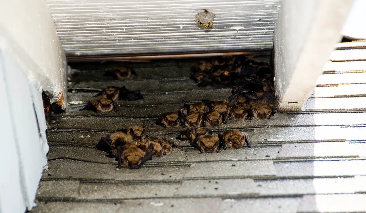 Big brown bat colony in attic