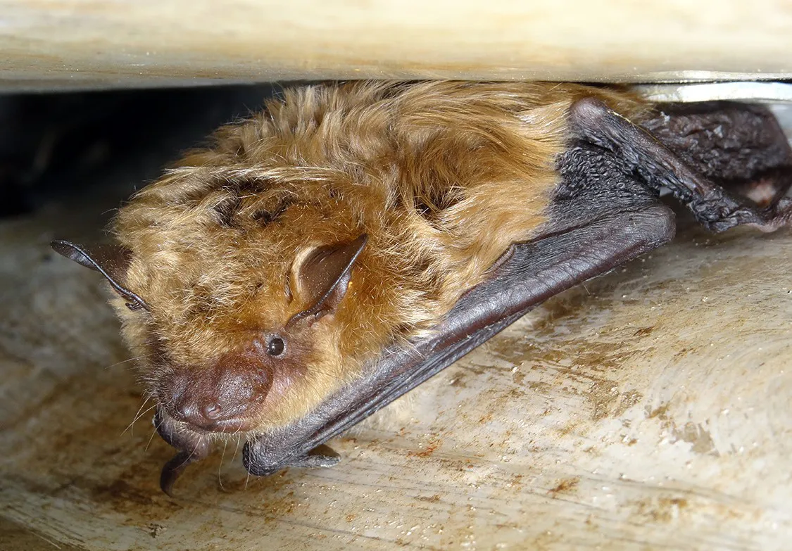 Bat control service