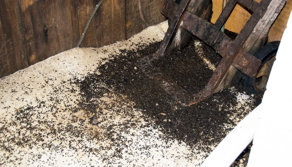 Bat guano health risks