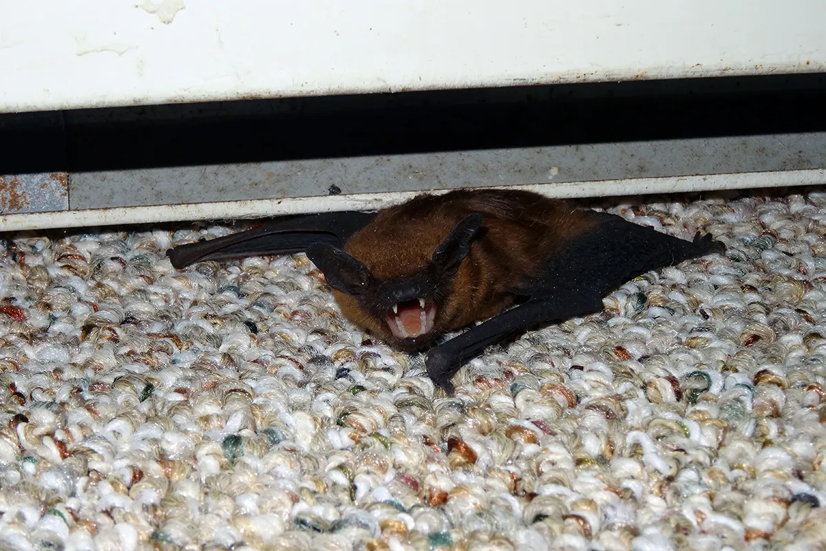 Bat in basement removal