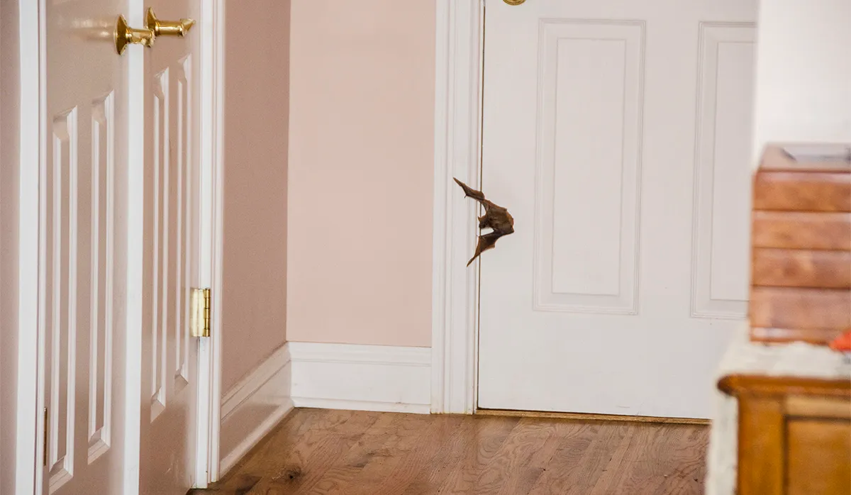 Emergency bat capture in house
