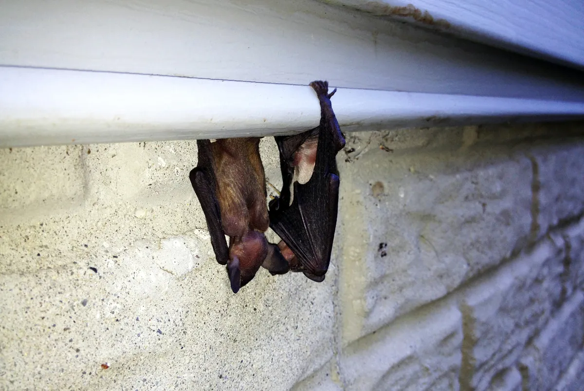 Bat maternity season pups