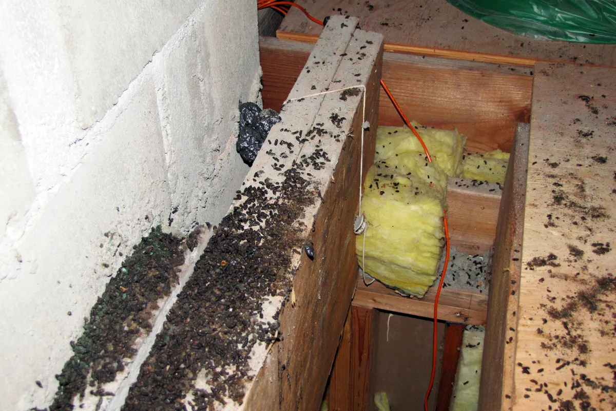 Bat poop and guano in attic