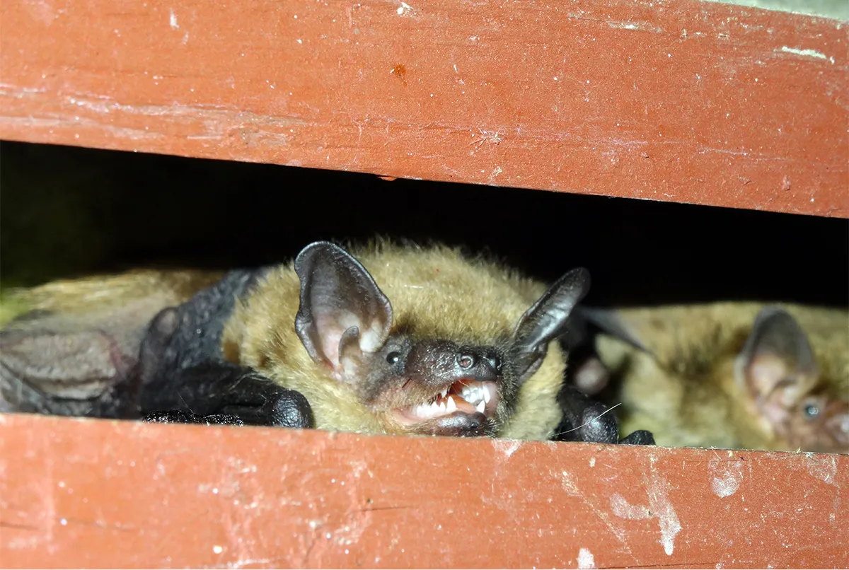 Bat trapper