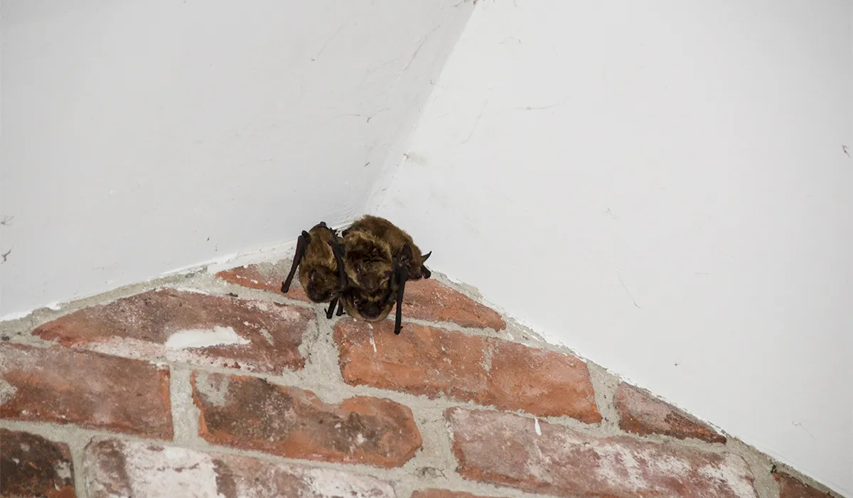 Bats in chimney removal