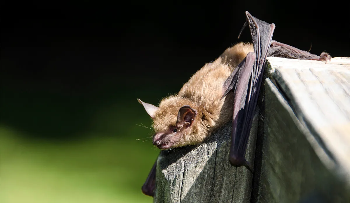 Large brown bat removal
