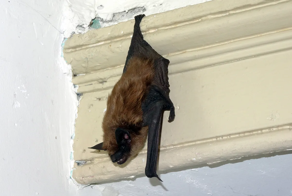 Bat Removal in Bergen County
