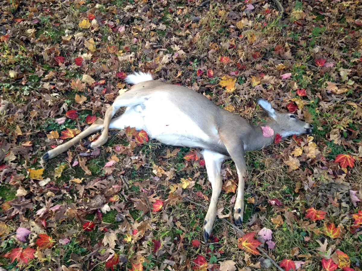 Dead Deer Removal in Bergen County