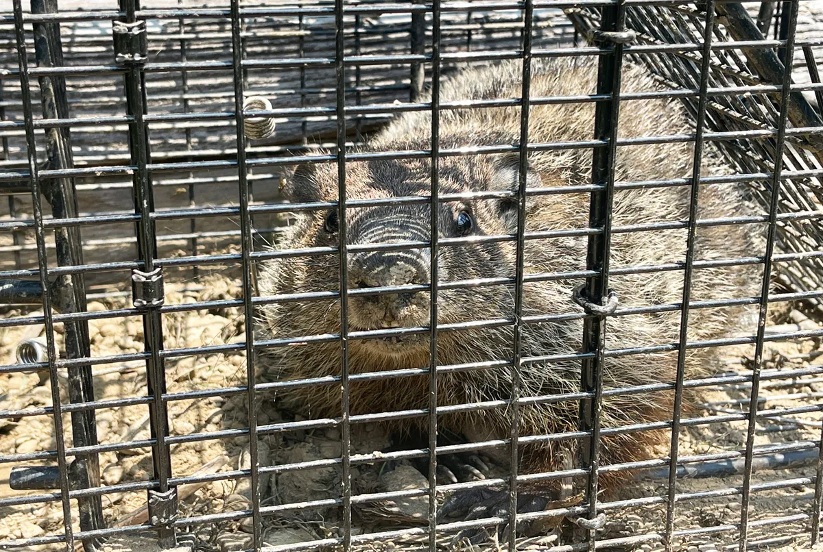 Groundhog Removal in Bergen County