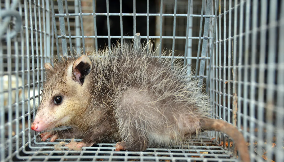 Opossum Removal in Bergen County
