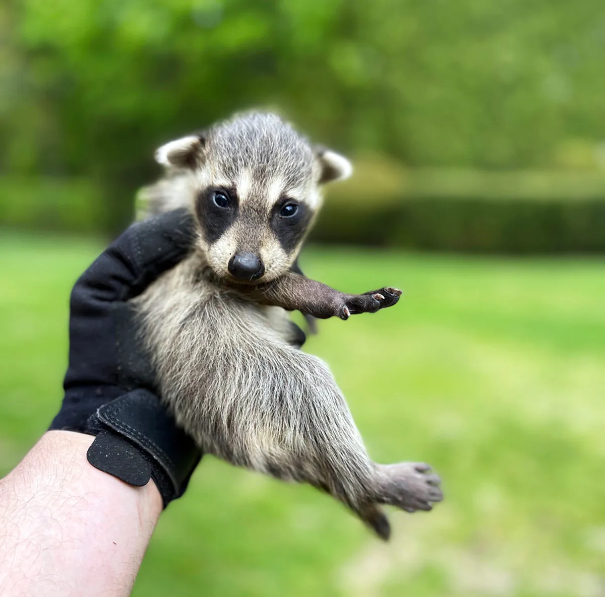 Raccoon Removal in Bergen County