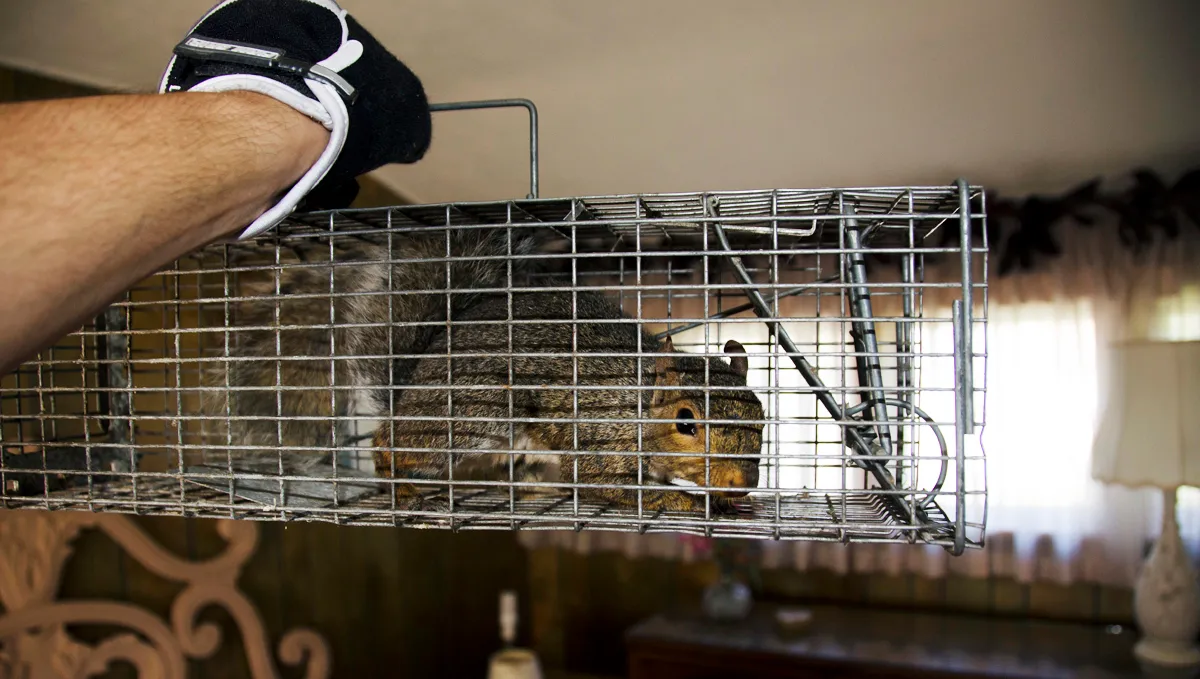 Squirrel Removal in Bergen County