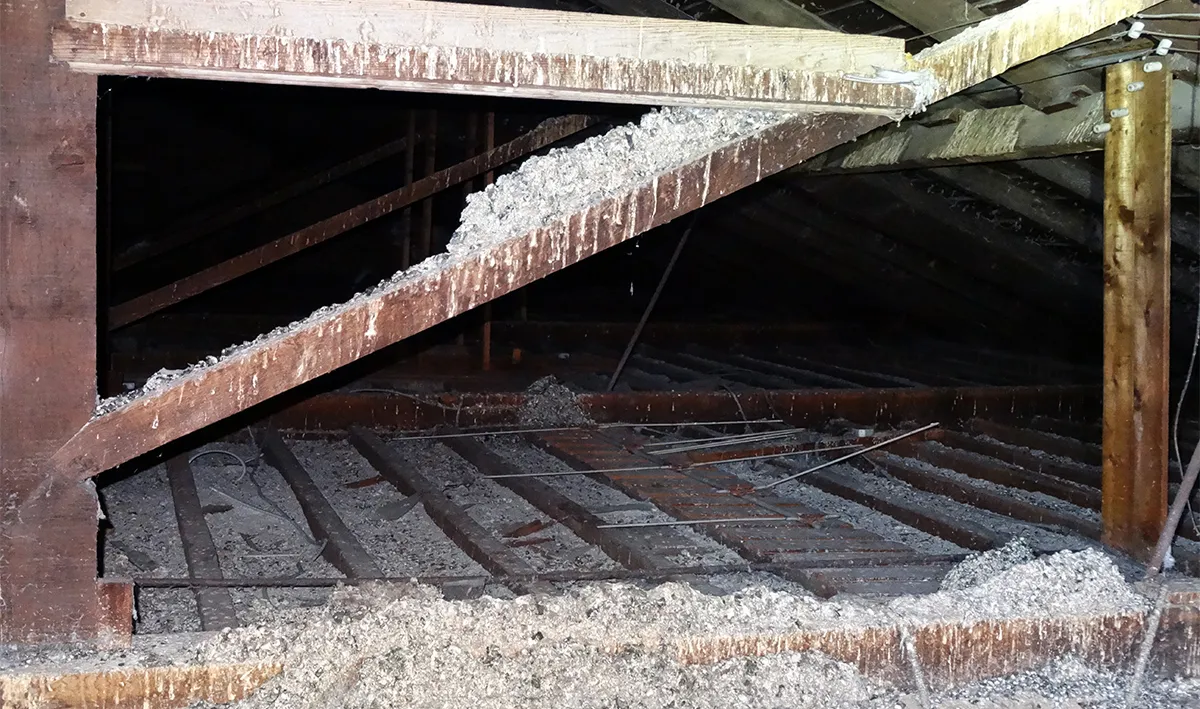Bird droppings health hazard
