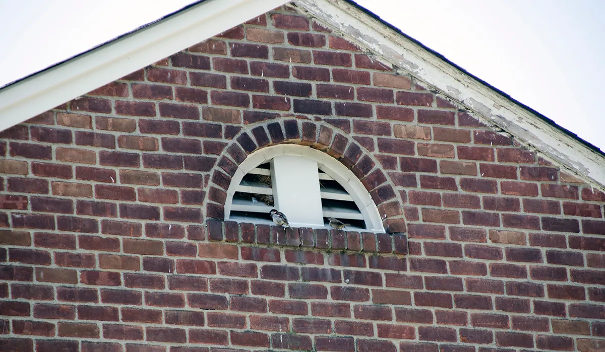 Bird entry point in attic