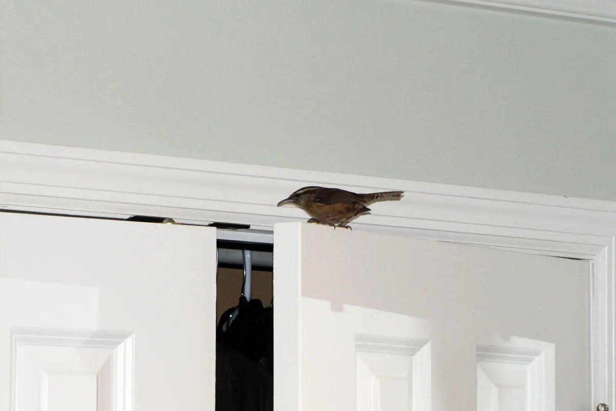 Bird in house removal