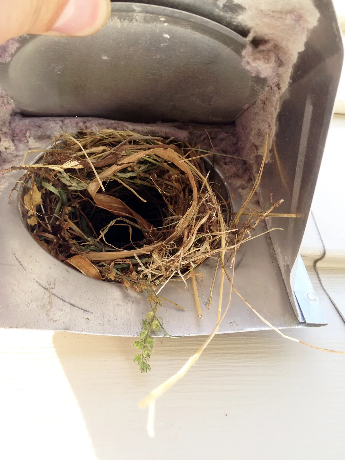 Bird nest in dryer vent