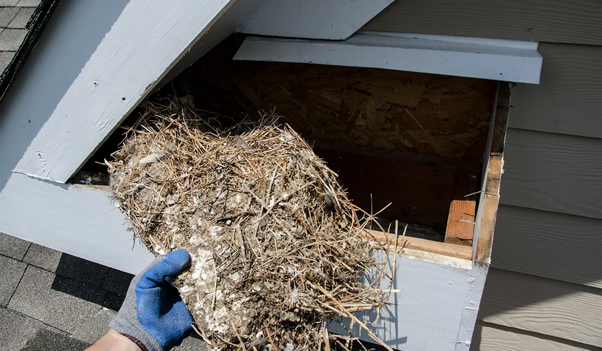 Bird nesting in soffit
