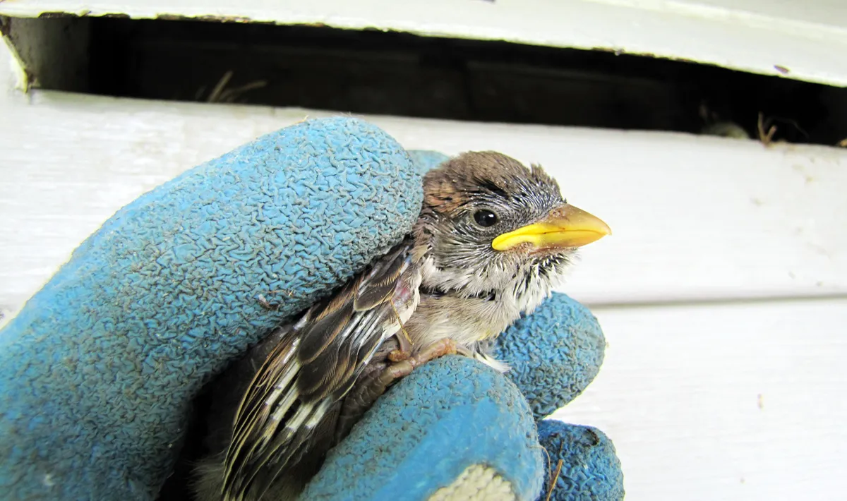 Bird removed from stove vent