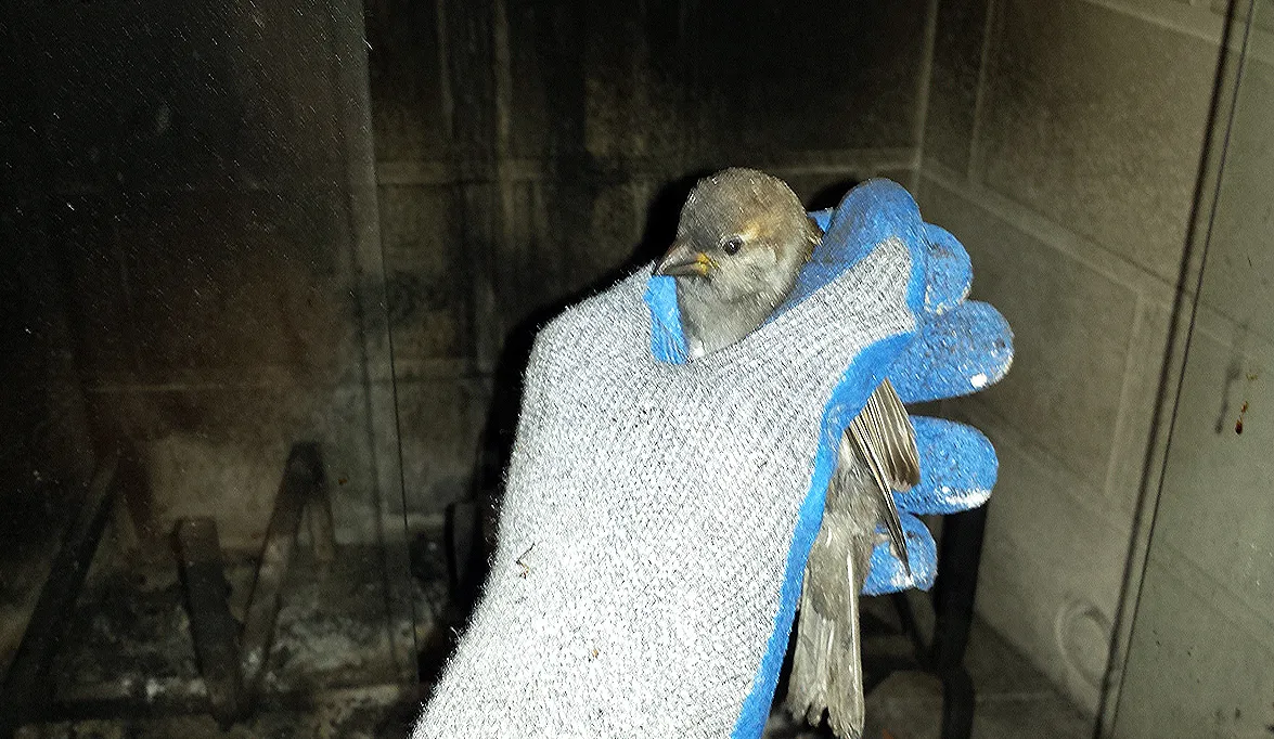 Bird trapped in chimney