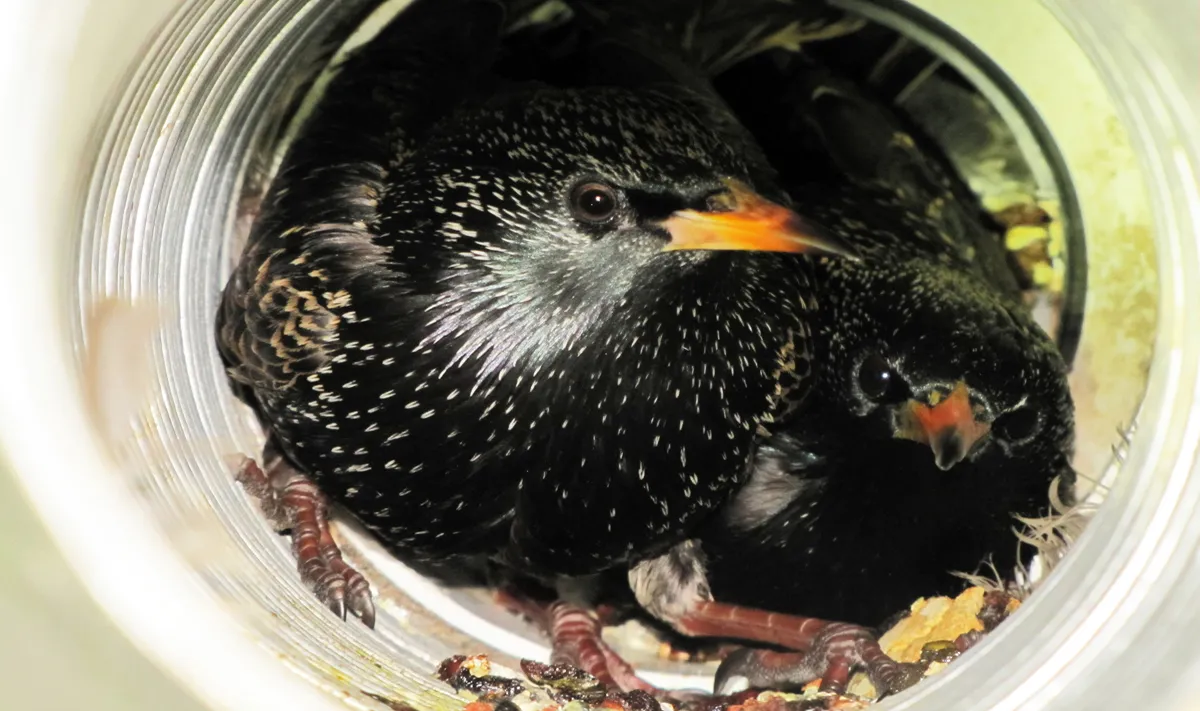 Birds nesting in dryer vent