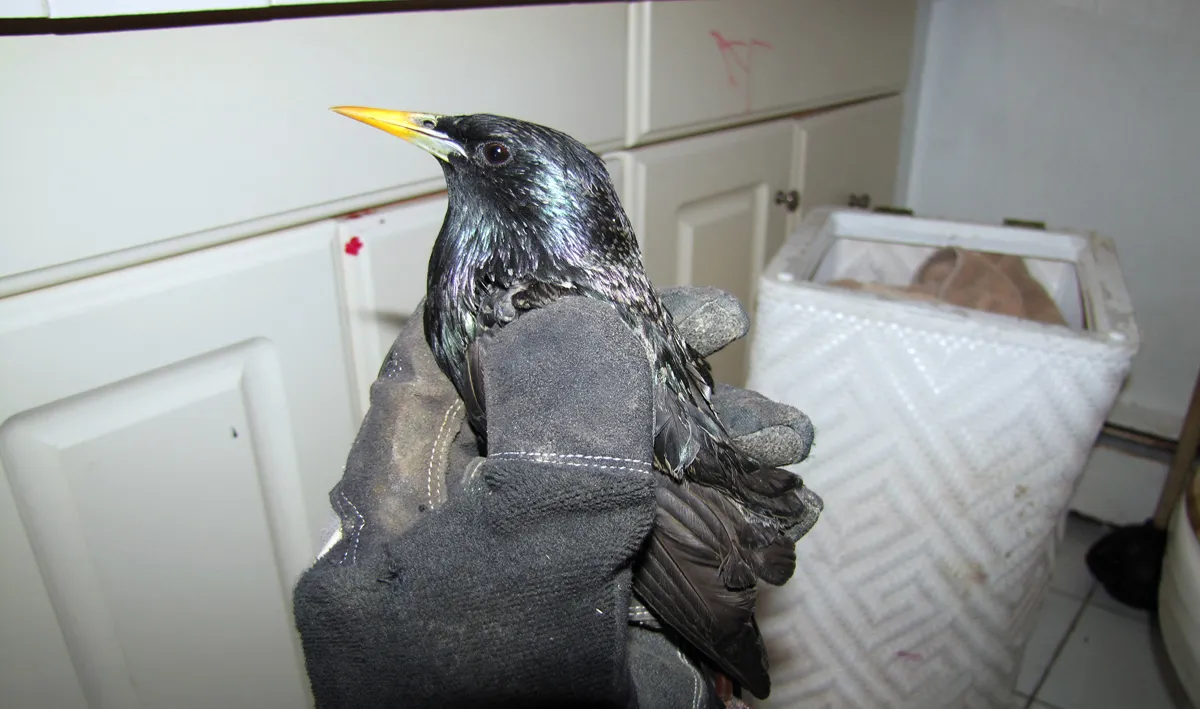 Emergency bird removal