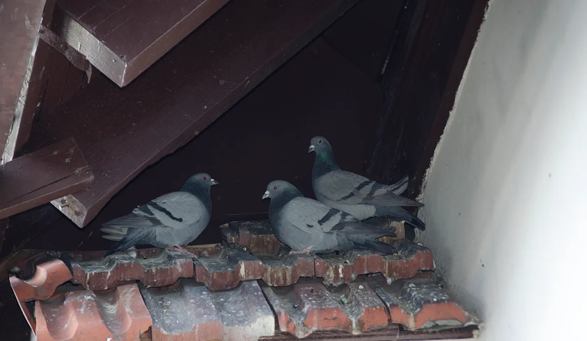 Pigeons nesting on roof