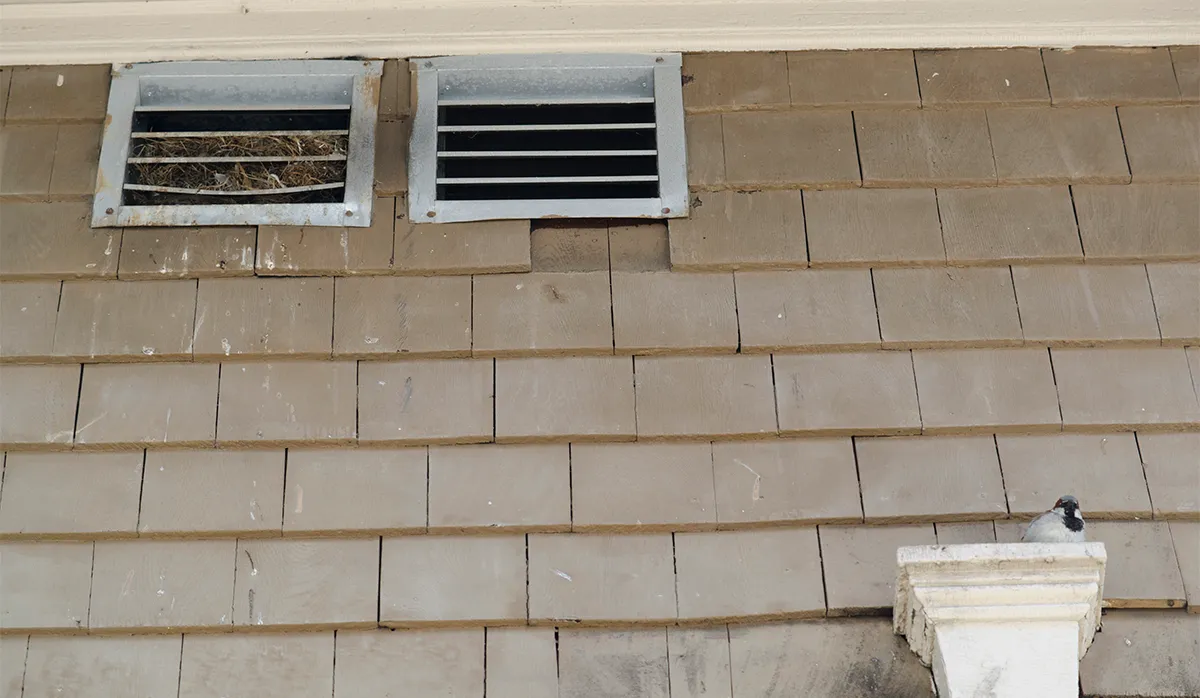 Starling nest removal from vent