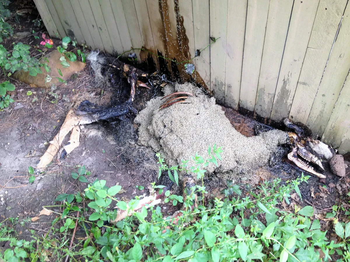 Flies and maggots indicating dead animal