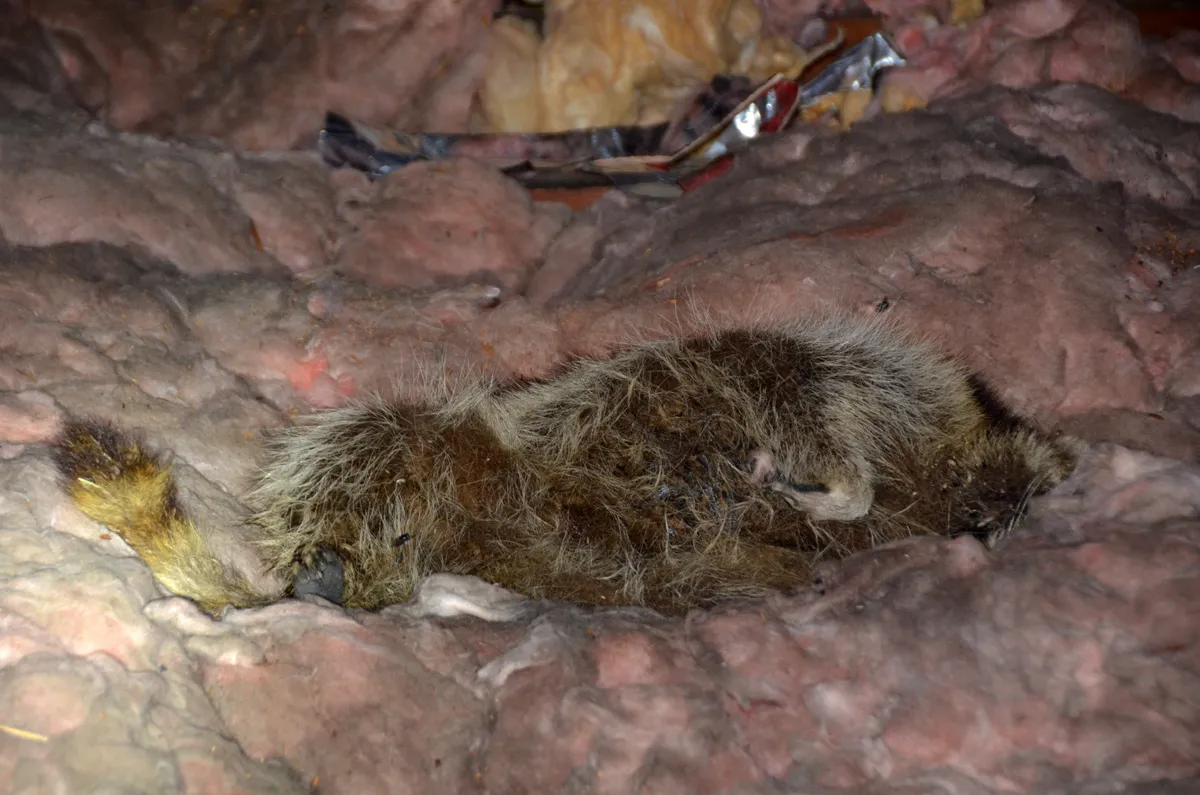 Dead animal in attic removal