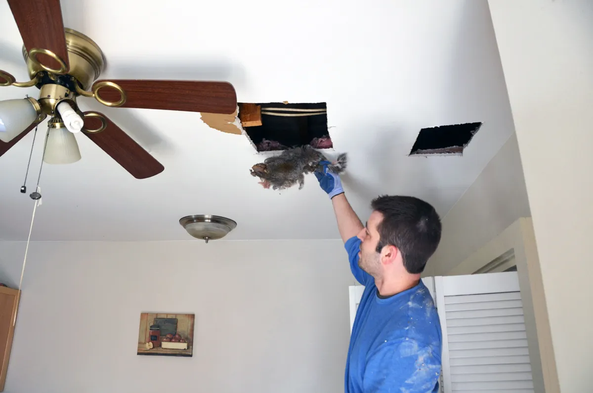 Dead animal in wall removal