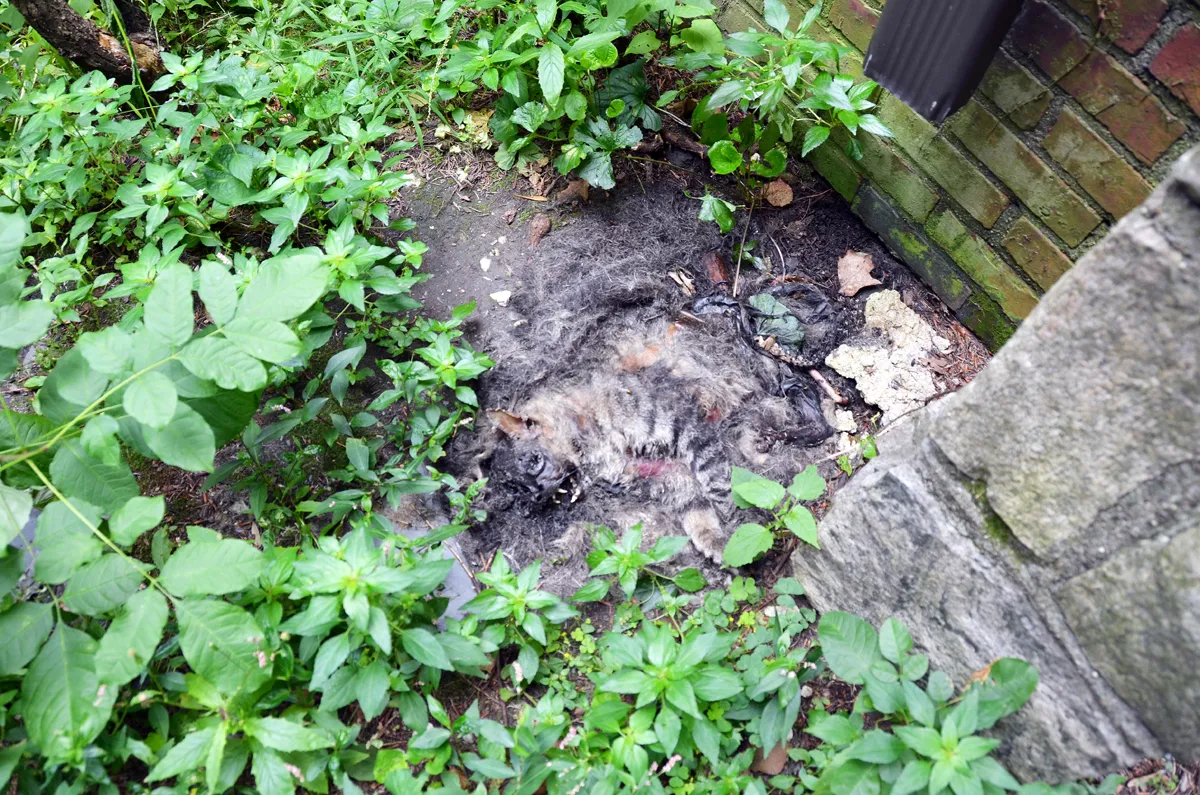 Dead animal removal cost estimate