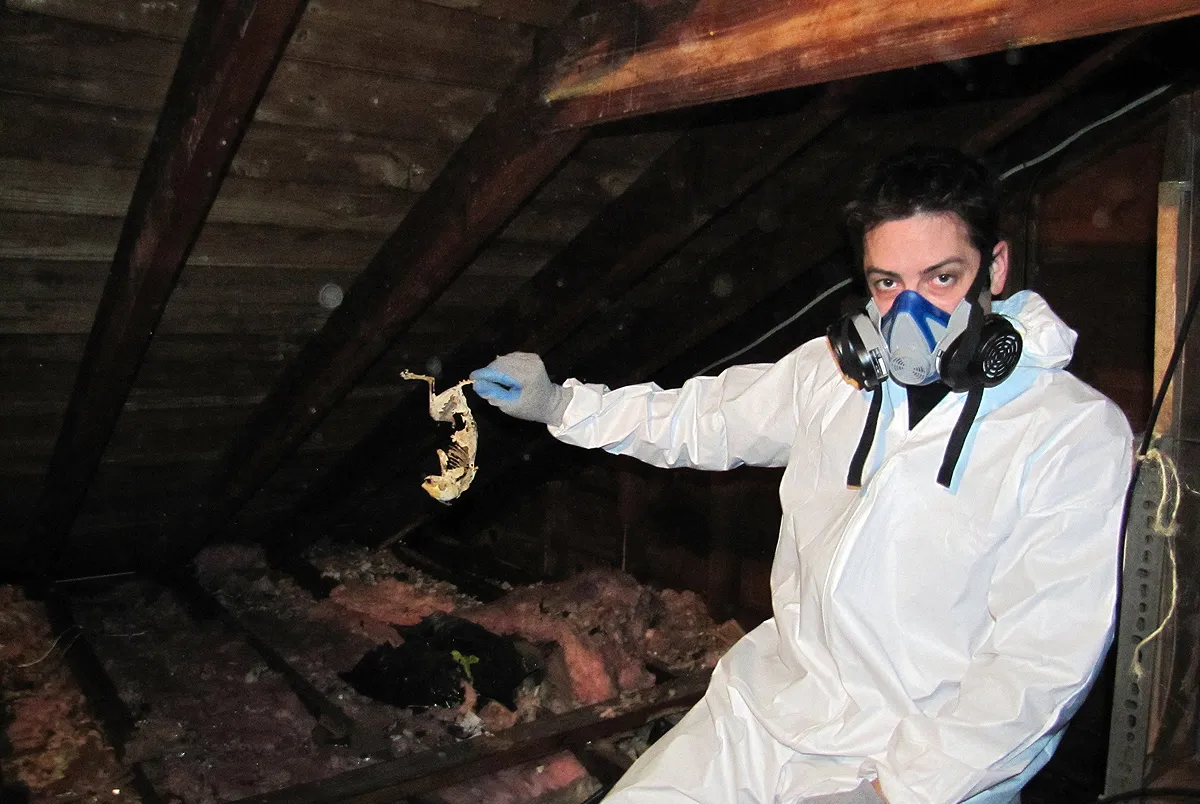 Dead animal removal PPE safety