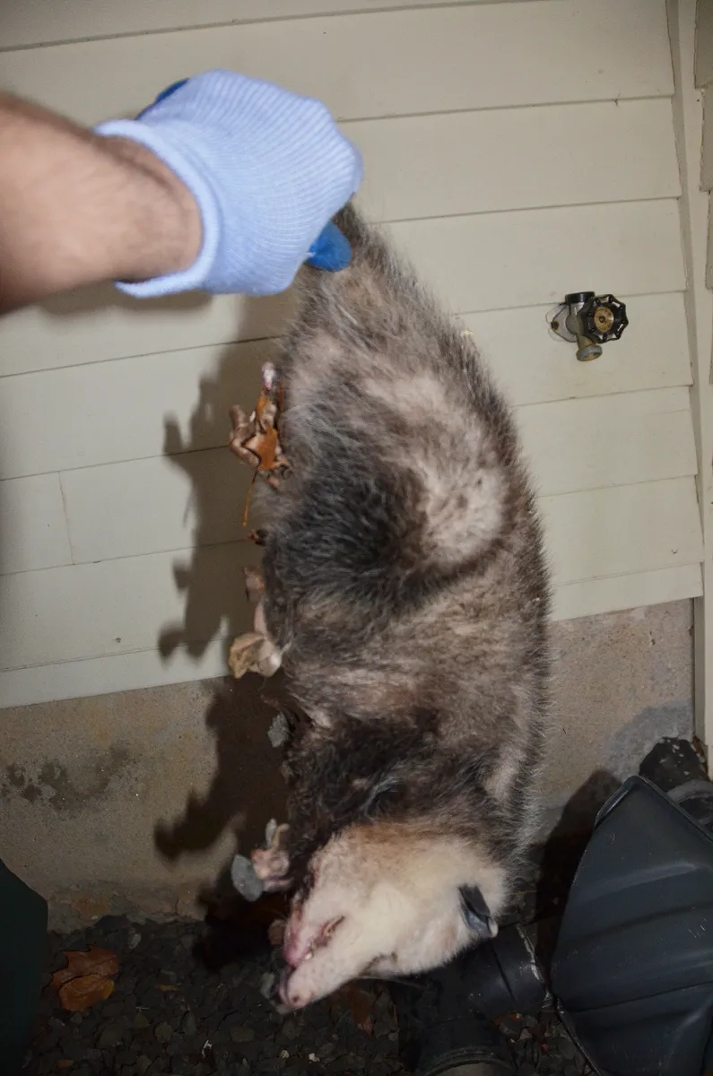 Same day dead animal removal