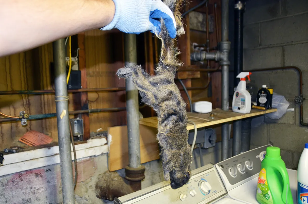 Dead animal smell treatment