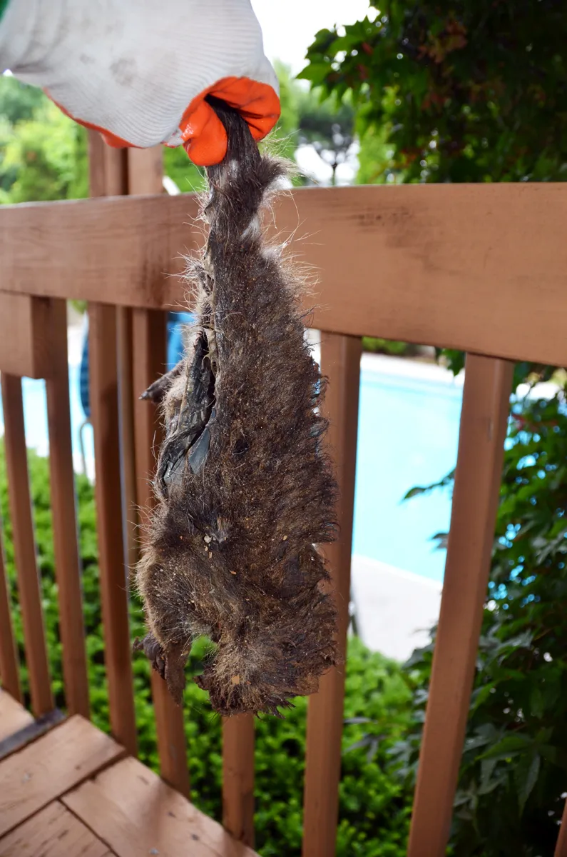 Dead animal under deck removal