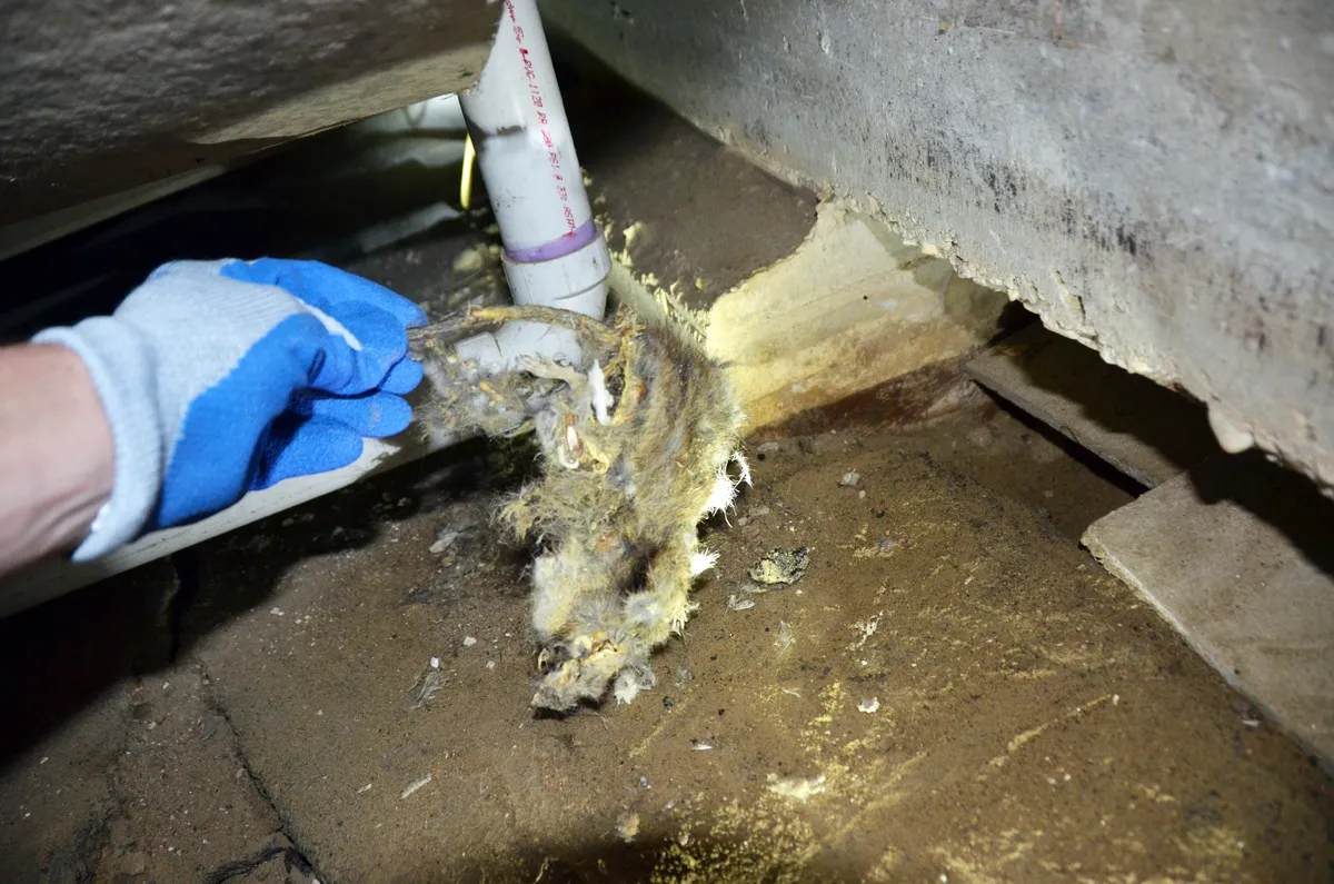 Dead animal under house in crawlspace