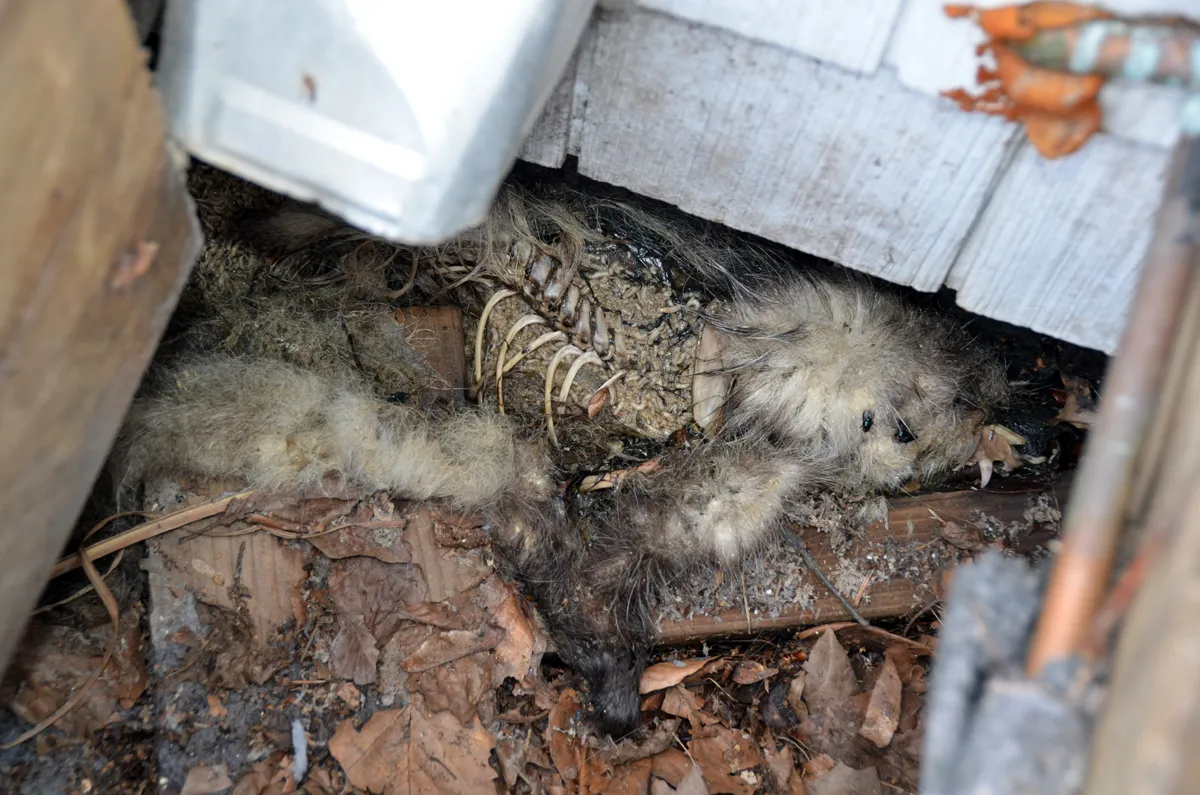 Dead animal under porch