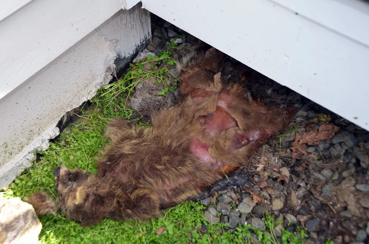 Dead raccoon removed from under house