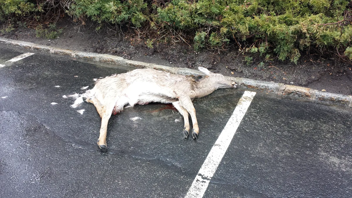 Dead deer driveway removal
