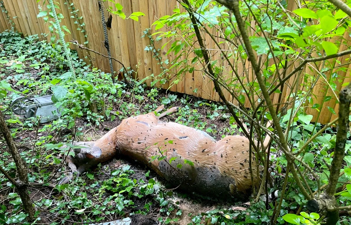 Dead deer in yard