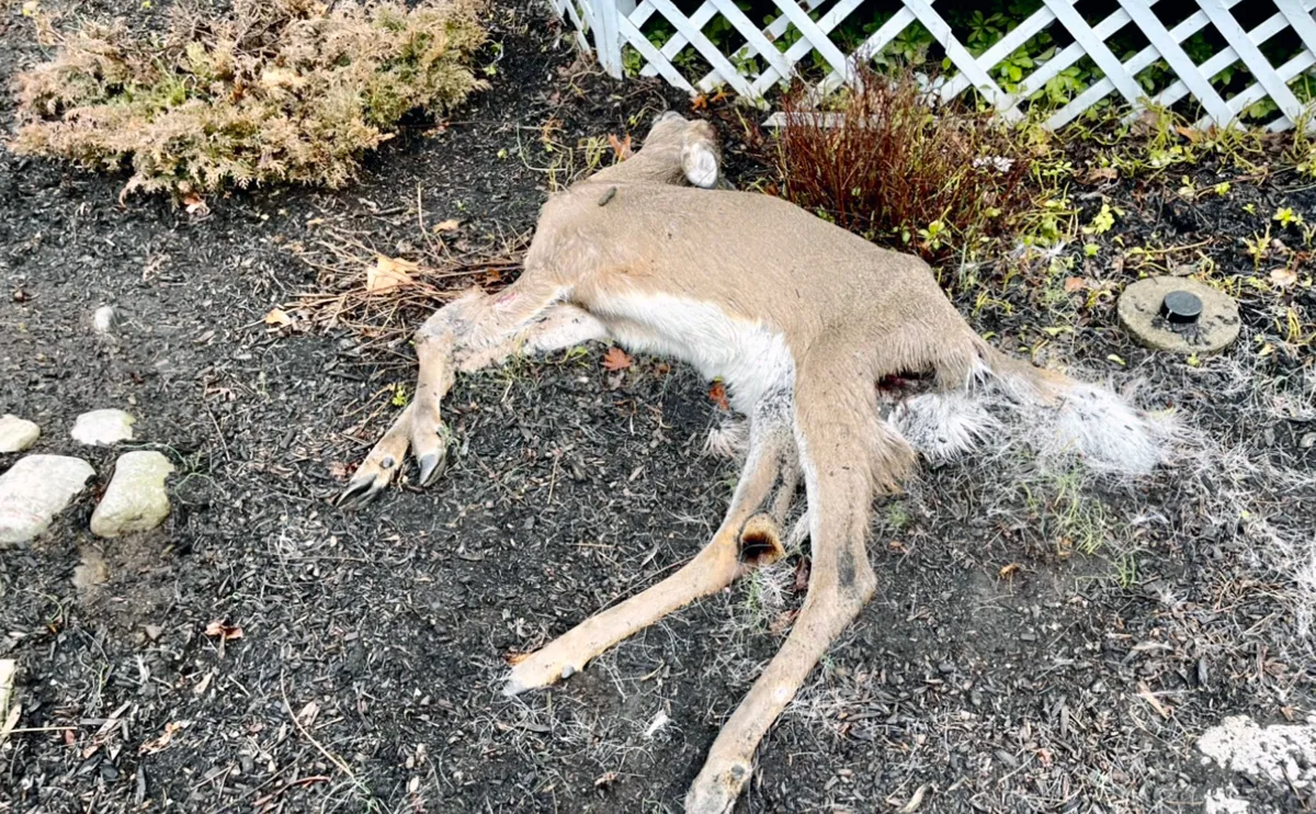 Dead deer disposal